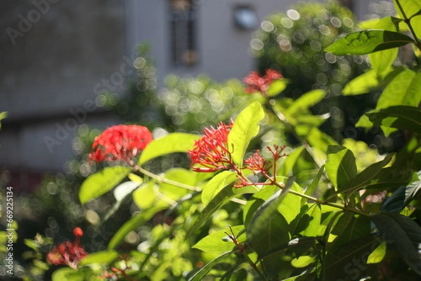 Obraz red flower in the garden