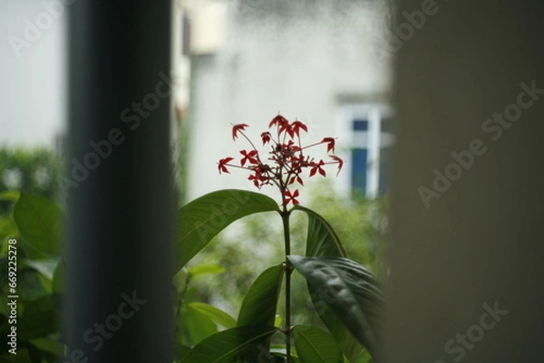 Fototapeta flowers in the window