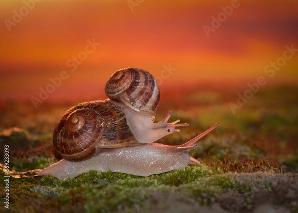 Obraz Two Snails on Moss and at Sunset
