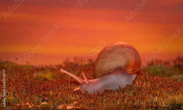 Obraz Snail Close Up on moss with flowers at sunset