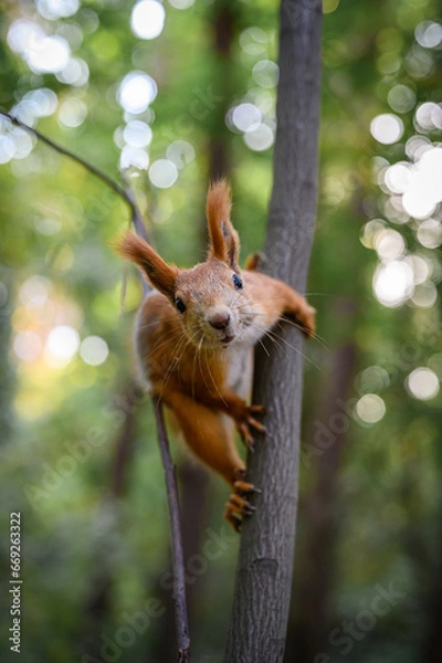 Obraz Curious squirrel on a tree