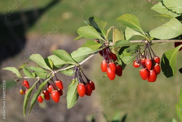 Obraz Pretty red berries 