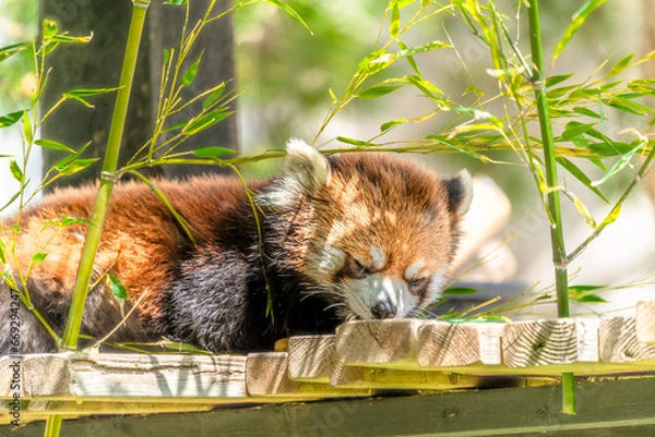 Fototapeta カルガリー動物園 レッサーパンダ
