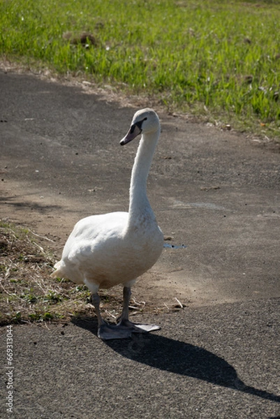 Obraz 牛久沼のアヒル