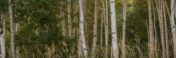 Fototapeta A pano of some Aspens in the Rocky Mountains taken on a hike during the summer
