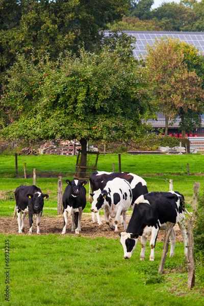 Fototapeta cows on meadow