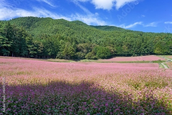 Fototapeta 青空バックに見る満開の赤蕎麦畑の情景