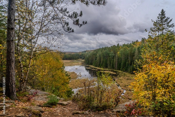 Fototapeta autumn in the forest