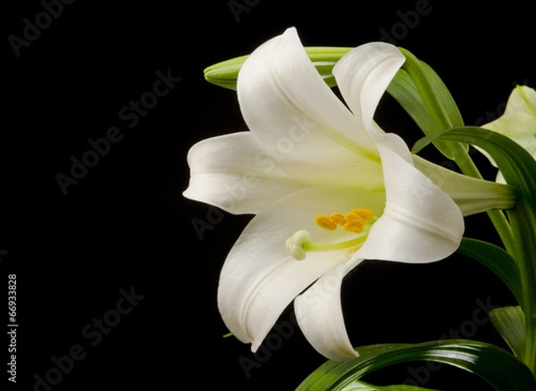 Obraz Lily with Large Blossom