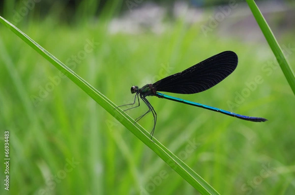 Obraz トンボの撮影