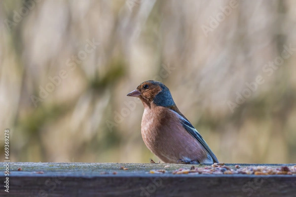 Obraz Waldfink sitzt an Futterstelle