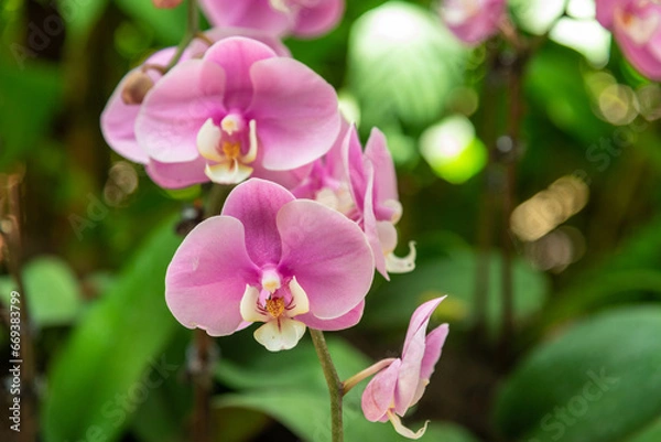Fototapeta a bloomed branch of orchids.
