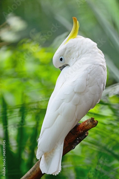 Obraz Sulphur-crested Cockatoo