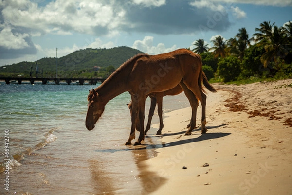 Obraz horses on the beach