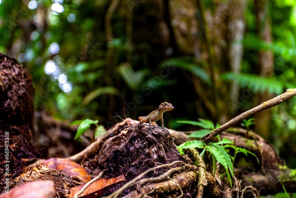 Obraz Gecko in Rainforest 