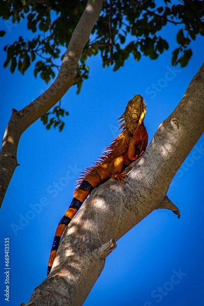 Obraz iguana on tree