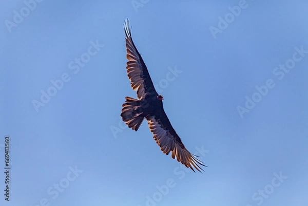 Obraz vulture in flight 