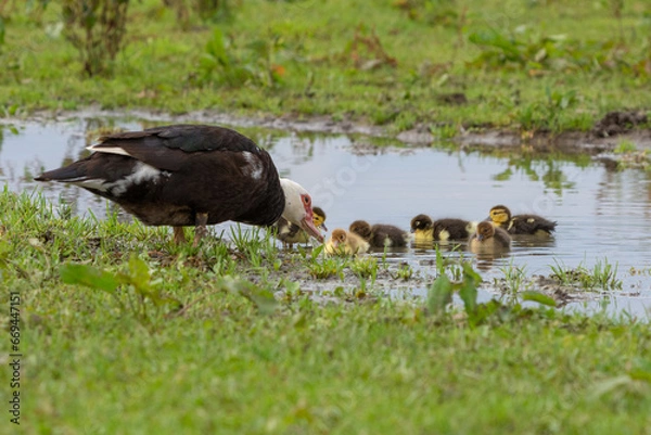 Obraz Warzenente mit Küken in einer Pfütze