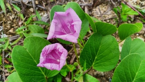 Obraz purple flowers