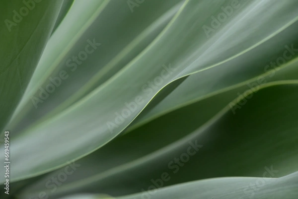 Fototapeta アガベ（ハツミドリ）　グリーンの葉が綺麗な多肉植物　ボタニカルイメージの背景