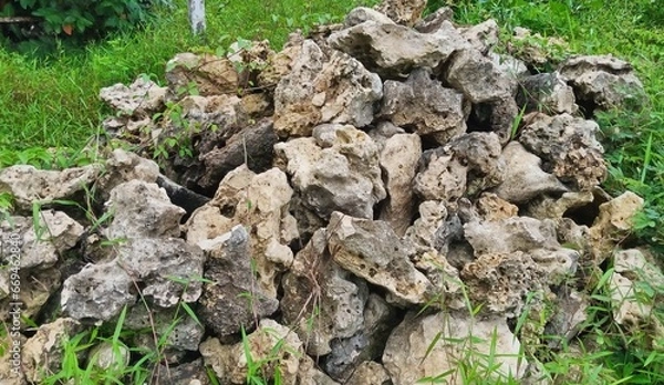 Obraz moss on the tree