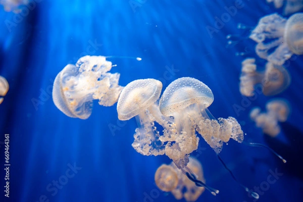 Obraz Close-up of a jellyfish in an acquarium