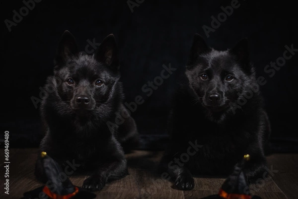 Obraz Two Black dogs against black background