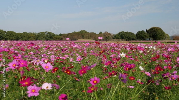 Fototapeta 宮崎県西都市西都原古墳群のコスモス