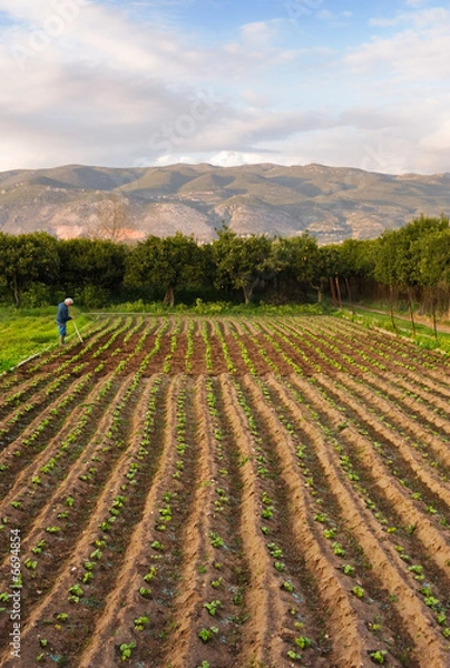 Obraz Small farm