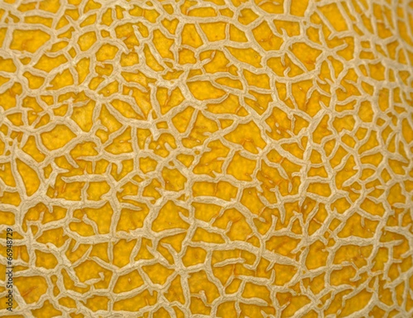 Obraz melon texture