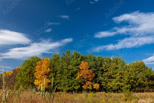 Fototapeta Old dense autumn forest with tall trees on the shore of the lake on a calm bright sunny day. Kreminna Nature Reserve, Lugansk reg., Ukraine.