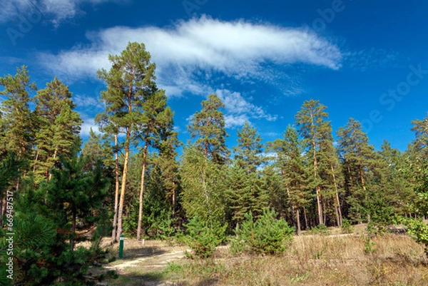 Fototapeta Road near an old dense pine forest with tall trees and a clearing covered with grass on a bright autumn sunny day. Kreminna Nature Reserve, Lugansk reg., Ukraine.