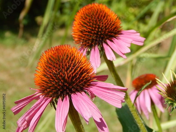 Obraz Echinacea Purpurea