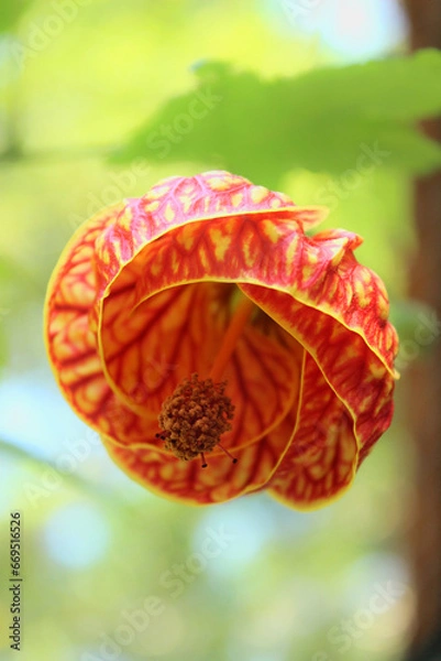 Obraz Red flower of the Callianthe striata plant, popularly known as Abutilon striatum, Chinese lantern, Japanese lantern, bell, among others. It is a plant from the Malvaceae family, native to Brazil.