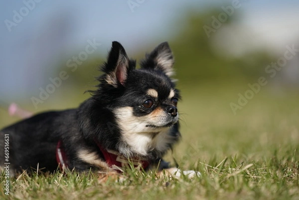 Obraz 散歩途中で休憩してるチワワちゃん