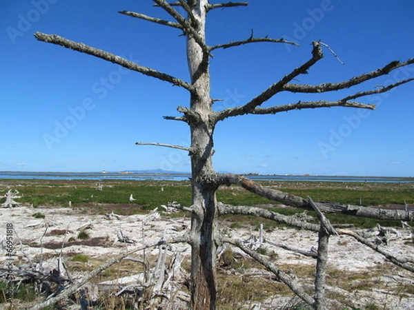 Obraz 野付半島のトドワラ