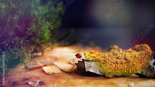 Obraz W Polskim lesie