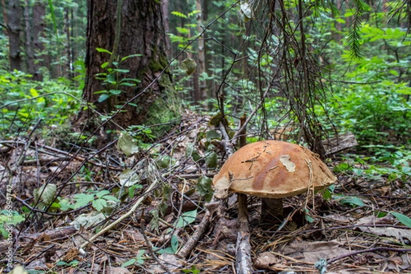 Fototapeta Большой ранний подберезовик