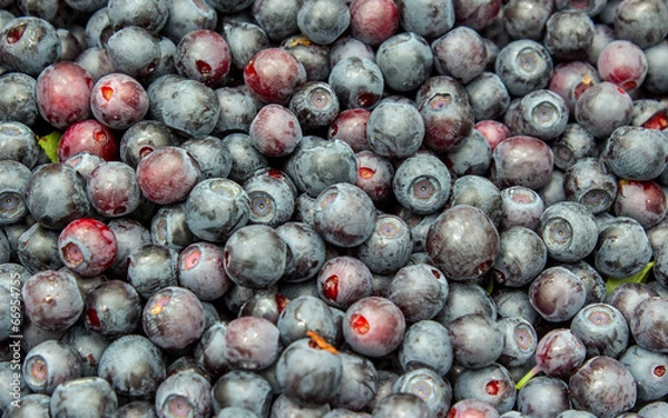 Fototapeta Россыпь черники