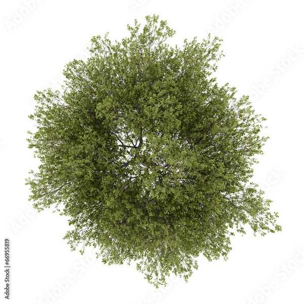 Fototapeta top view of poplar tree isolated on white background