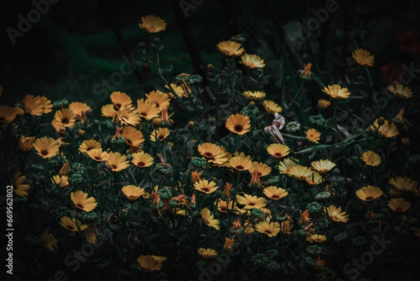 Obraz flores en primavera