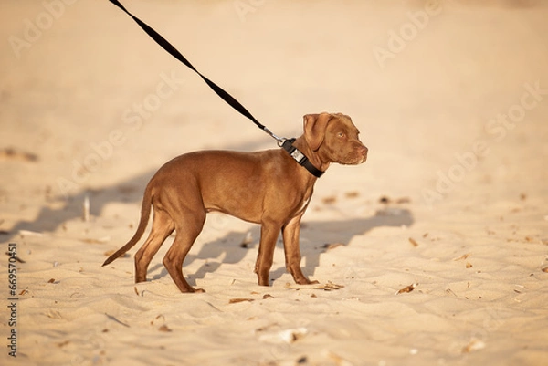 Obraz dog on the beach