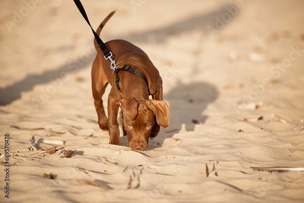 Obraz dog sniffing on the beach