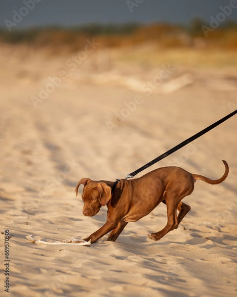 Obraz dog running on the beach