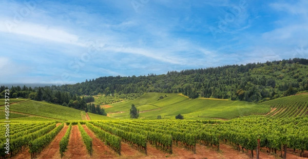 Obraz Scenic winery view