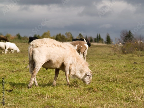 Obraz Sheep grazing in a field