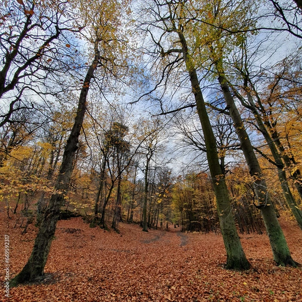 Fototapeta Autumn in the forest. Different colors of leaves.