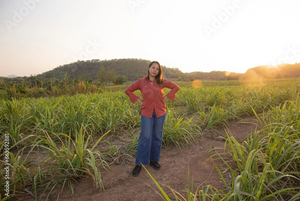 Obraz Young woman standing in sugarcane field with sunset in background.