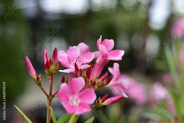 Fototapeta close-up small flowers