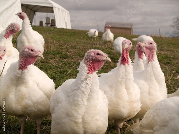 Obraz Turkeys for sale
